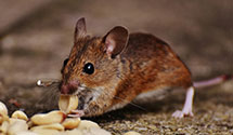 wildlife-removal Experts in Wall Township